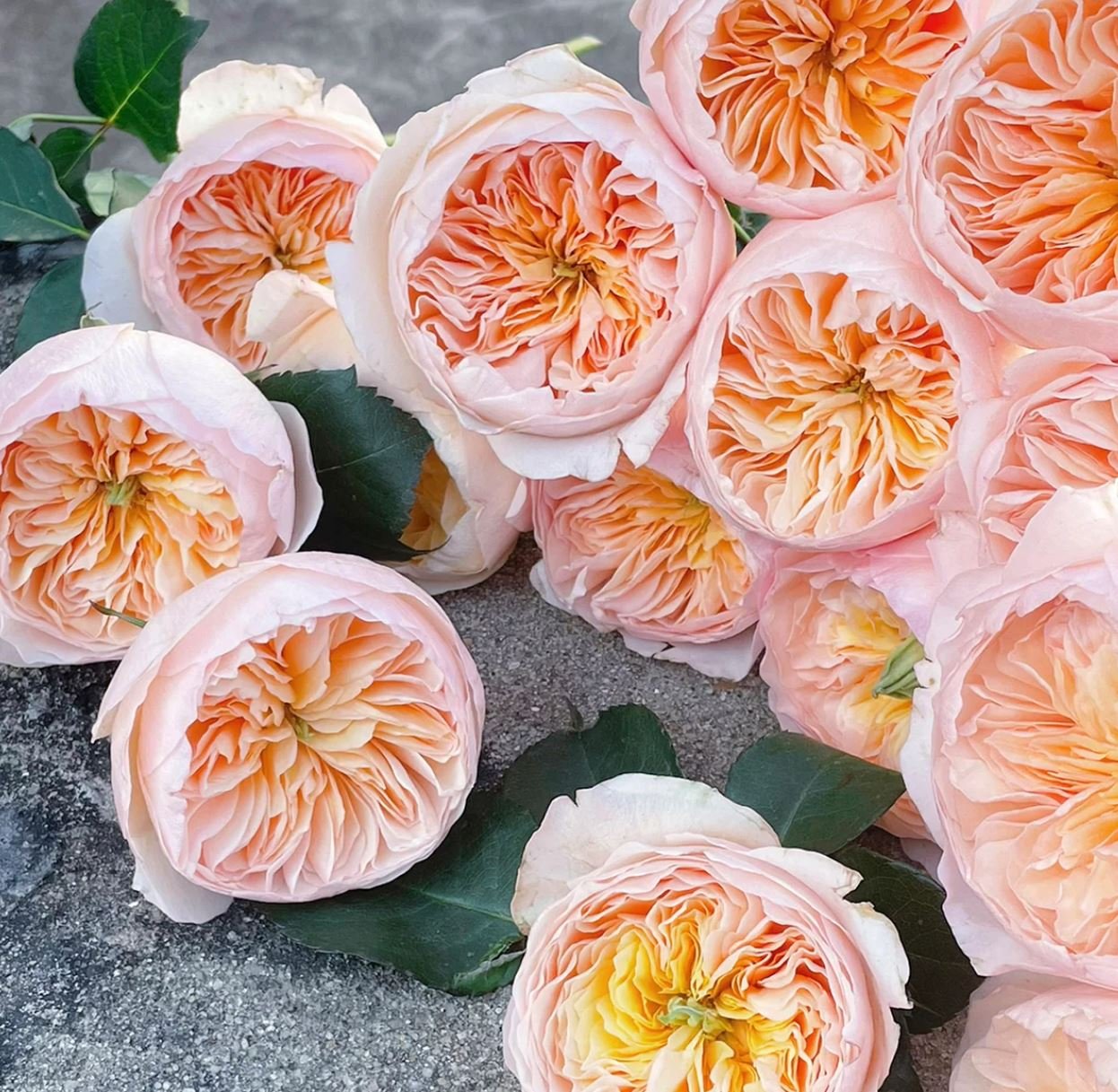 Ausjameson wedding garden rose plant large flower bush - Image 4