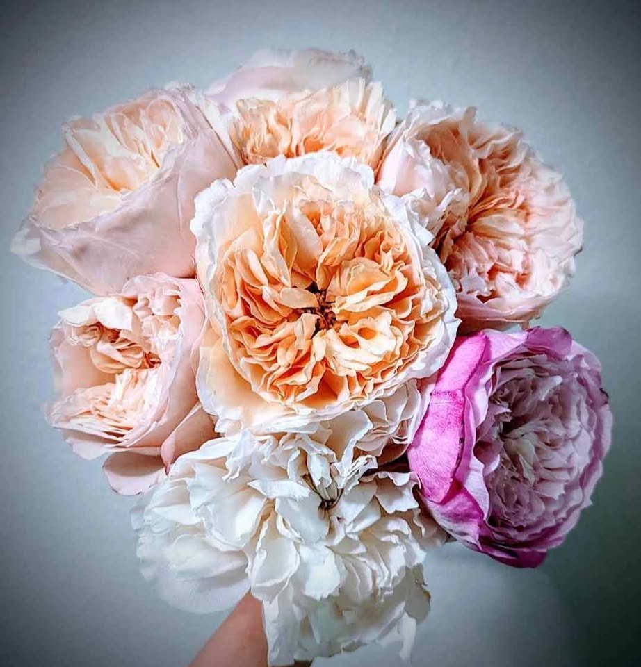 Ausjameson wedding garden rose plant large flower bush - Image 2