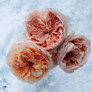 Ausjameson wedding garden rose plant large flower bush