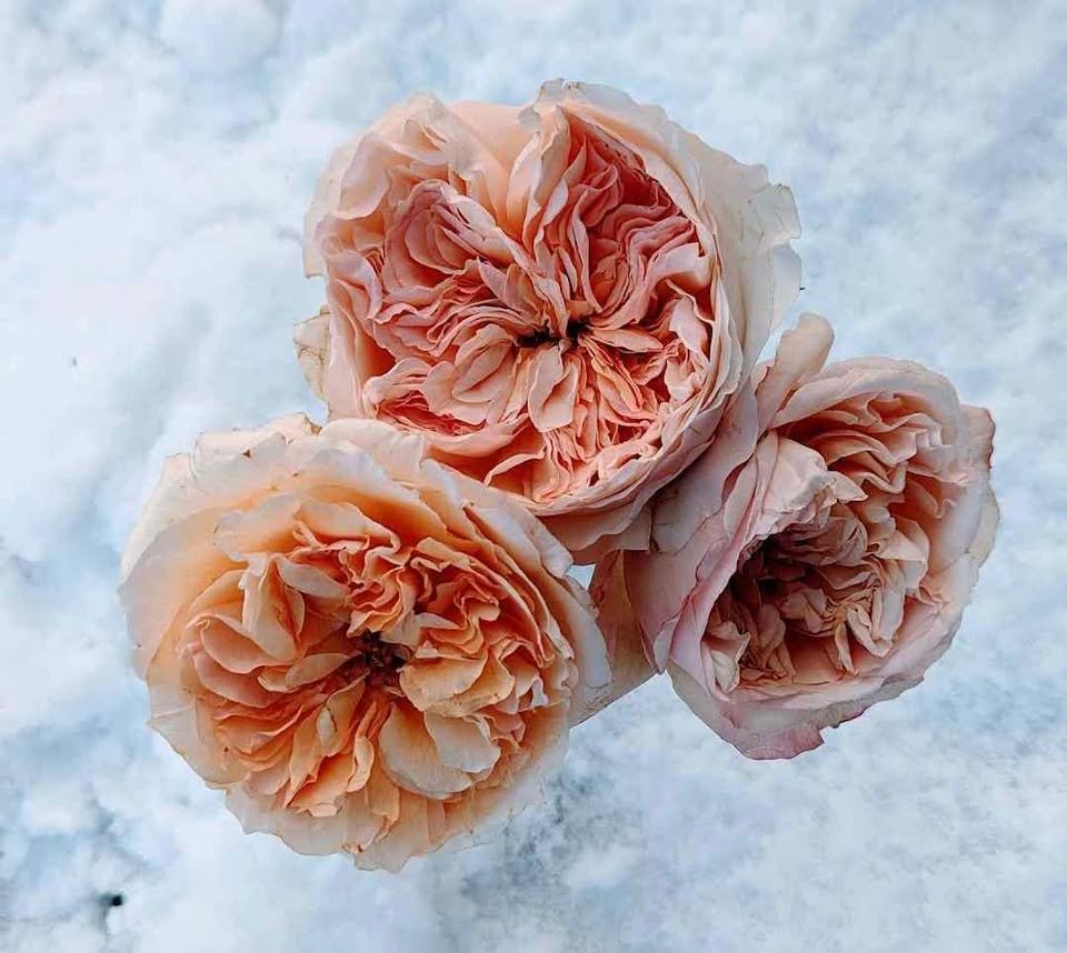 Ausjameson English wedding garden rose plant large flower bush - Image 2