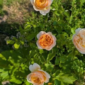 Ausjameson English wedding rose plant