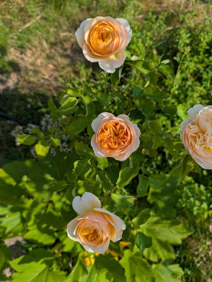 Jul (Ausjameson) English garden rose plant large flower bush - Image 4