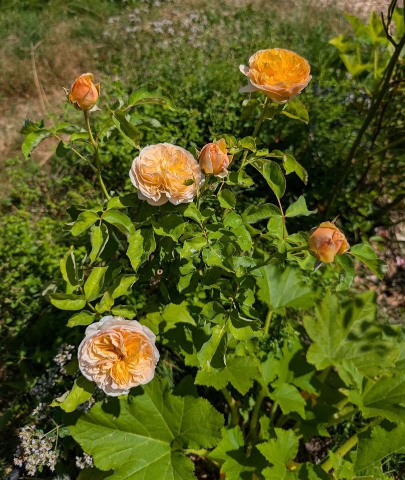 Ausjameson wedding garden rose plant large flower bush - Image 10