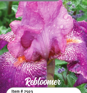 Autumn Rose Rebloom Iris