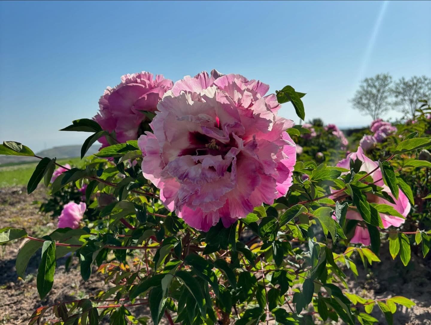 "Lotus lantern" large flower tree peony - Image 13