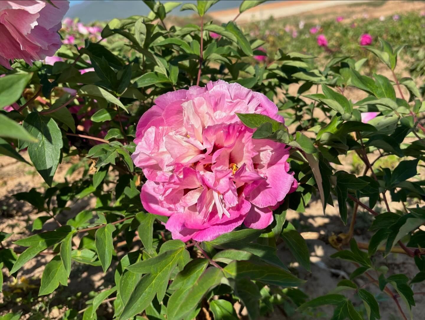 Bao Lian Deng tree peony - Image 10