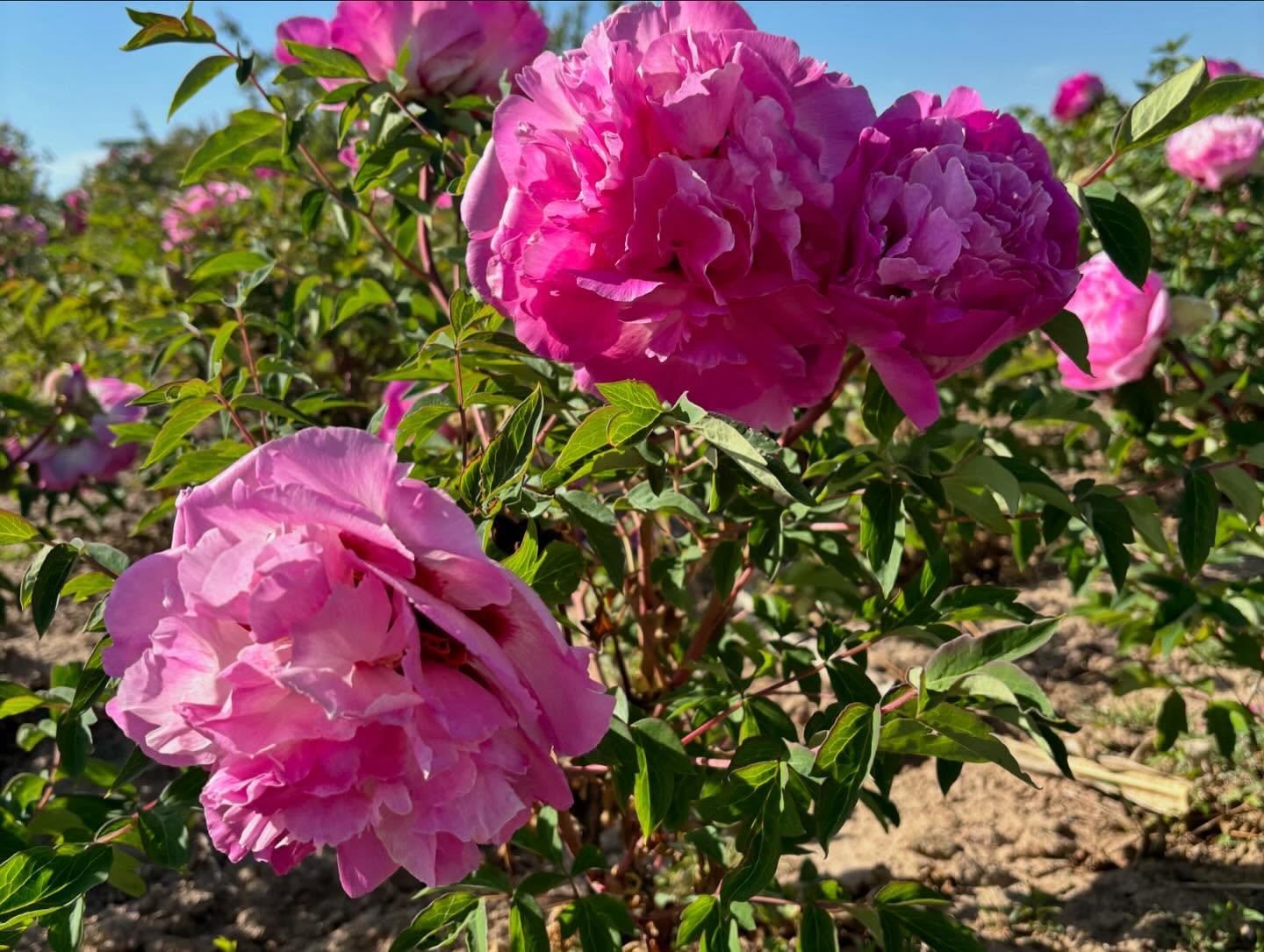 "Lotus lantern" large flower tree peony - Image 7