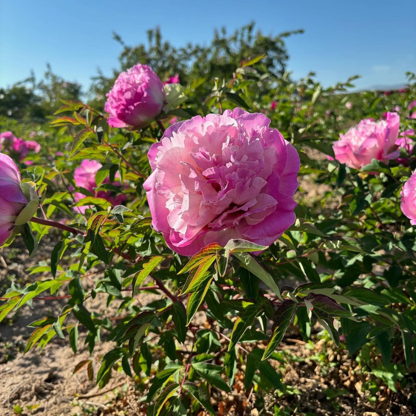 Bao Lian Deng tree peony - Image 11