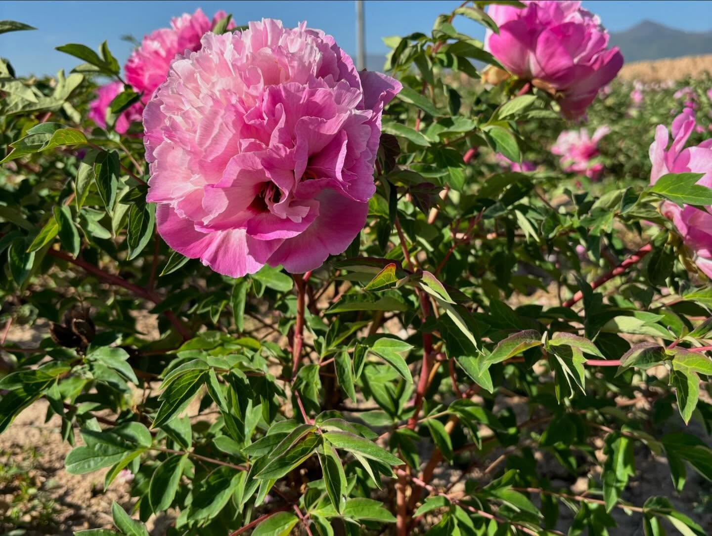 "Lotus lantern" large flower tree peony - Image 8