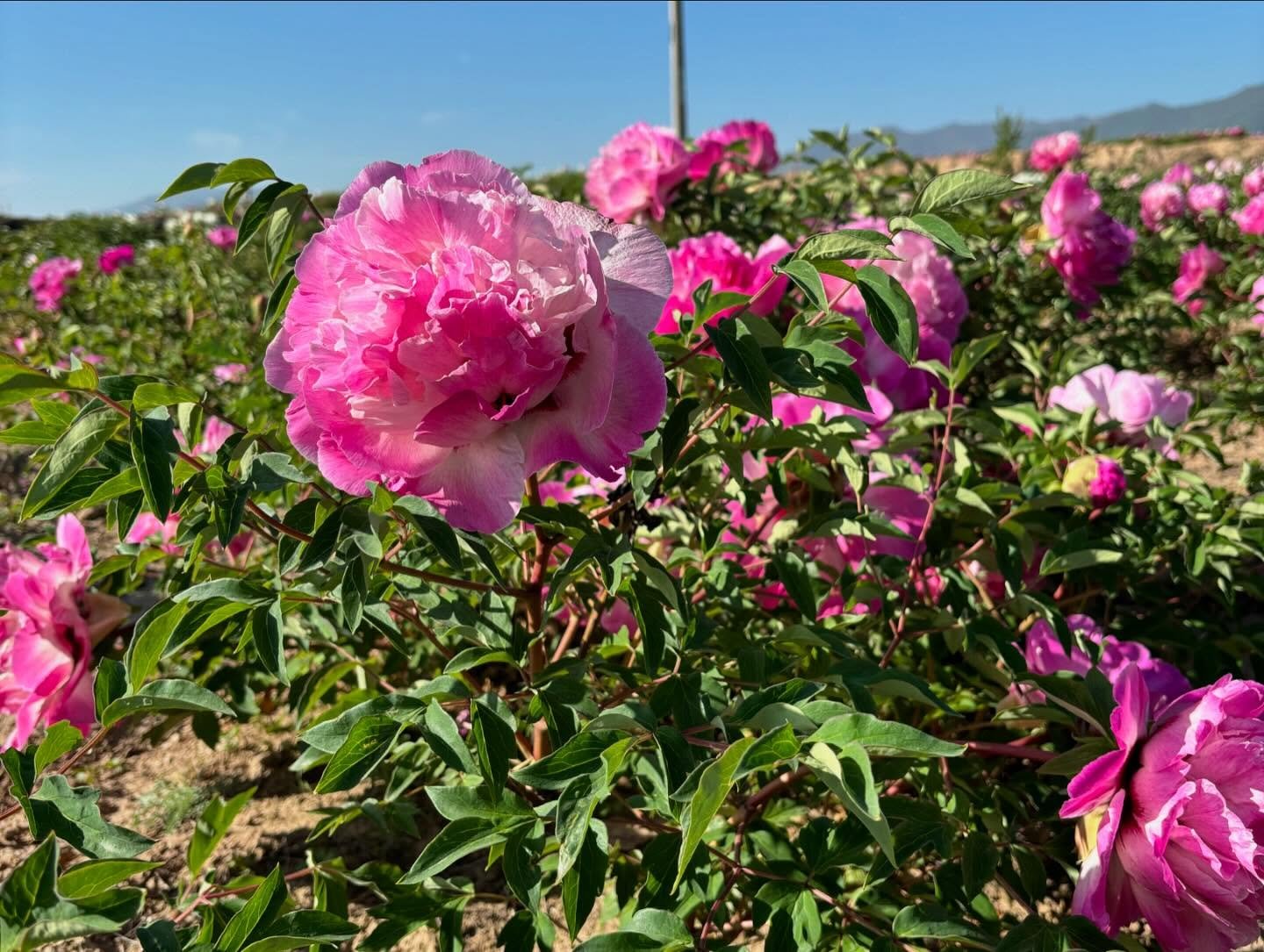 "Lotus lantern" large flower tree peony - Image 6