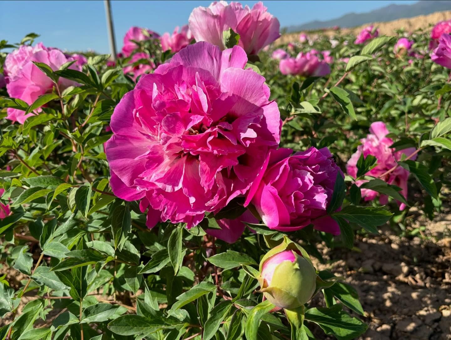 Bao Lian Deng tree peony - Image 9