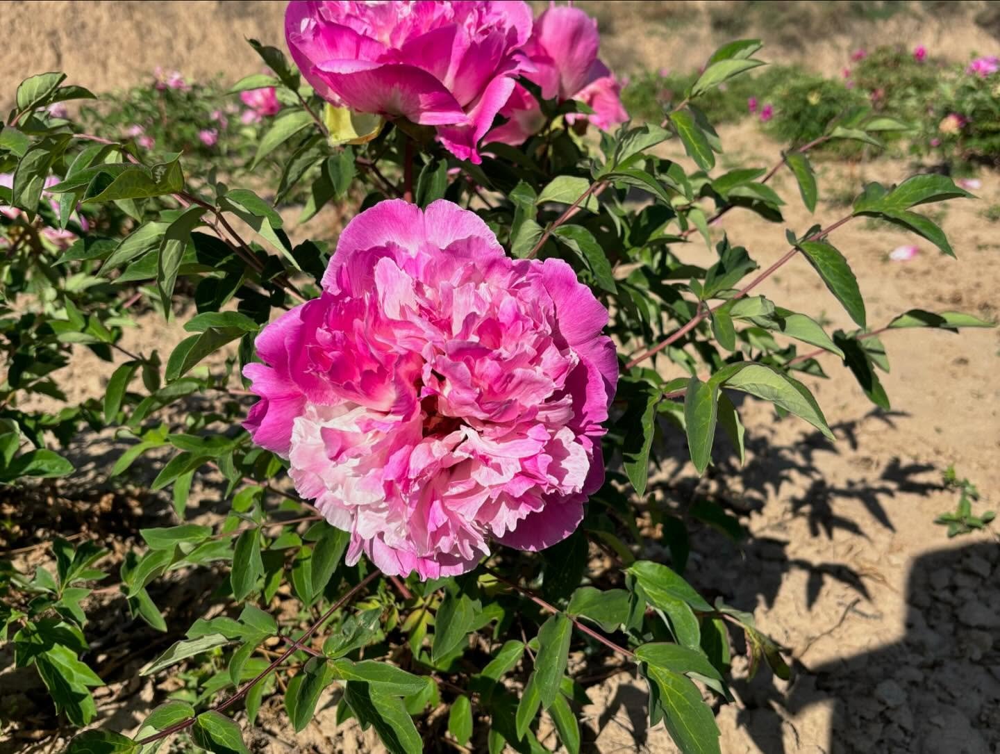 Bao Lian Deng tree peony - Image 12