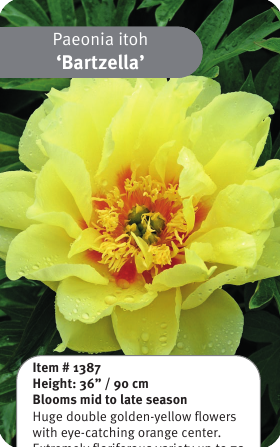 Bartzella Itoh Peony