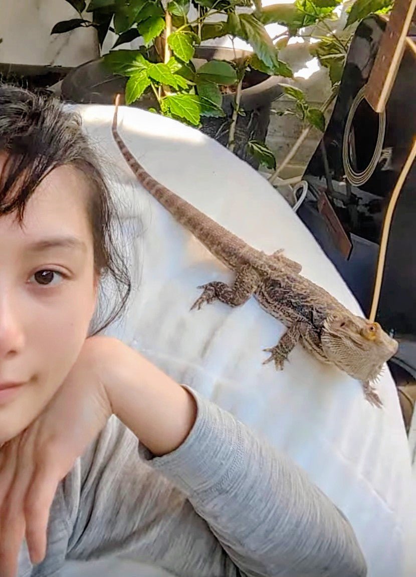 Bearded dragon - Image 6