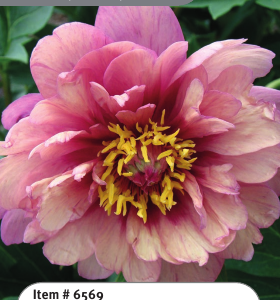 Berry Berry Fine Itoh Peony