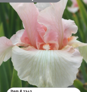 Beverly Sills Iris