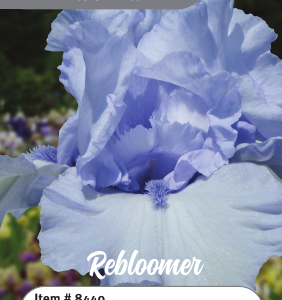 Blue Trill Iris