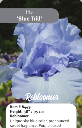 Blue Trill Iris