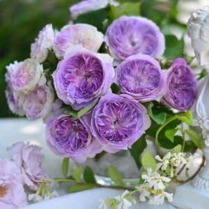 Blue Moonstone color changing Japanese garden rose plant