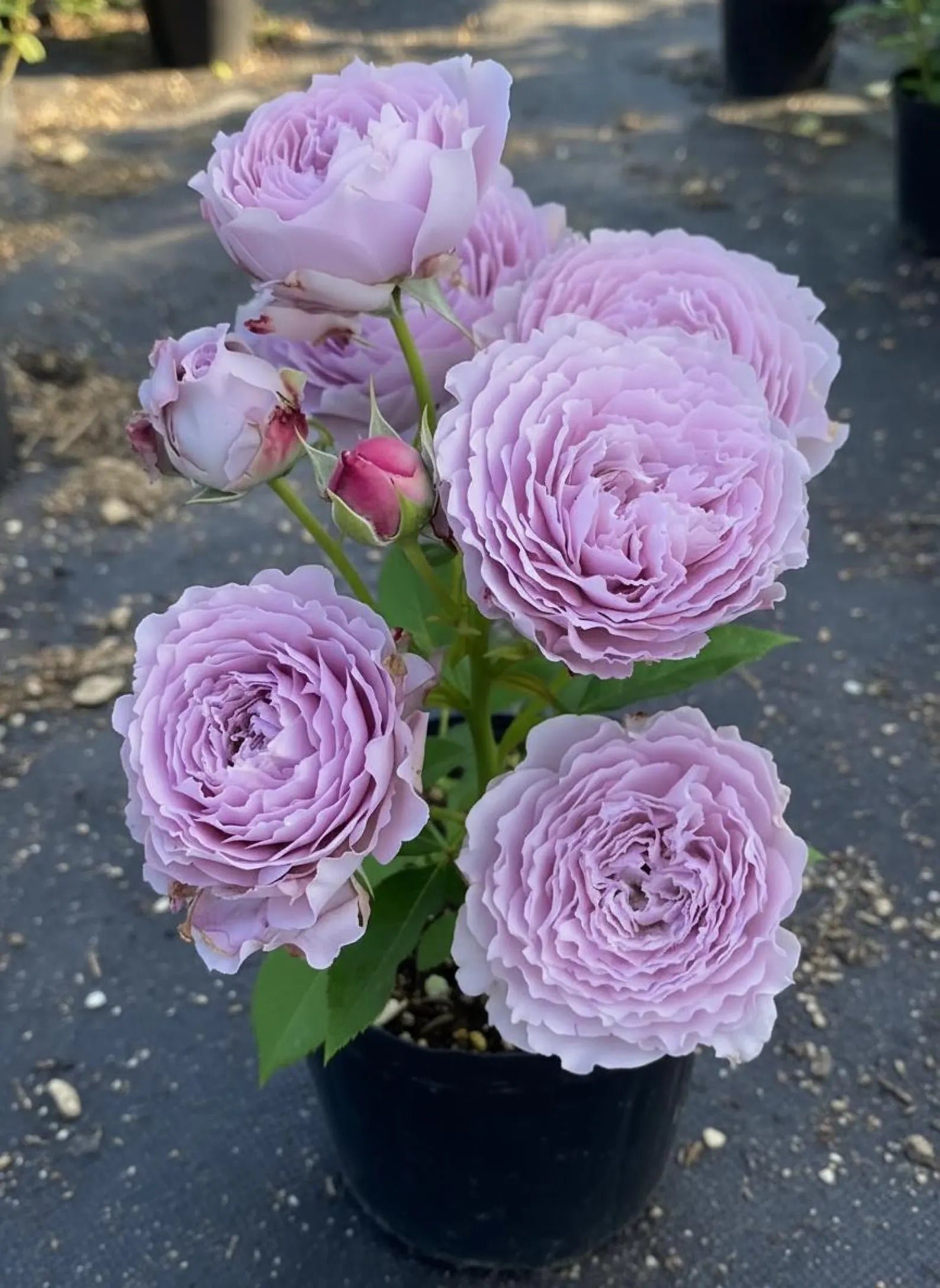 Copper Kiss garden rose plant flower bush - Image 8