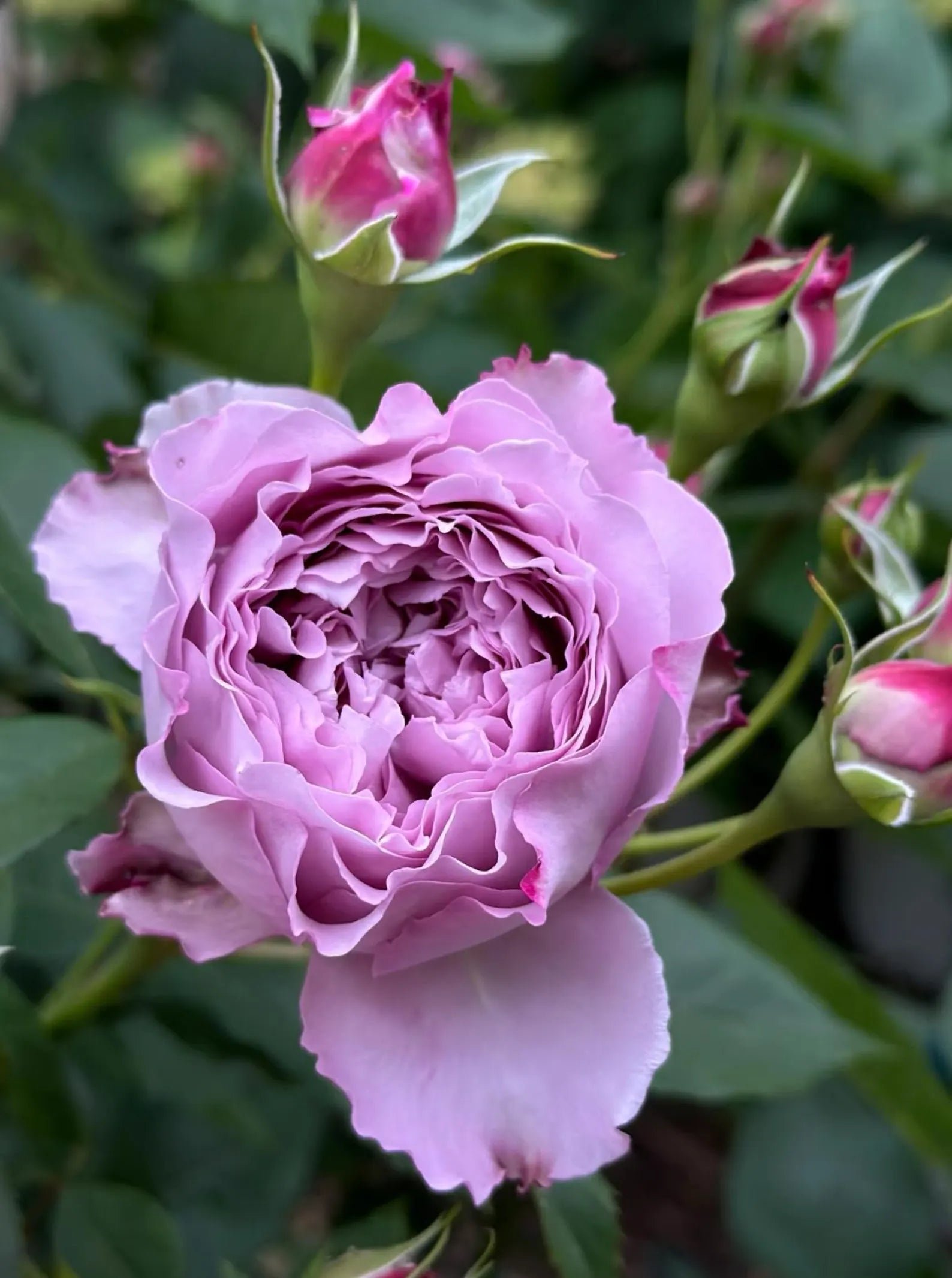 Blue Silk Ball Lan Si Qiu garden rose plant flower bush - Image 6
