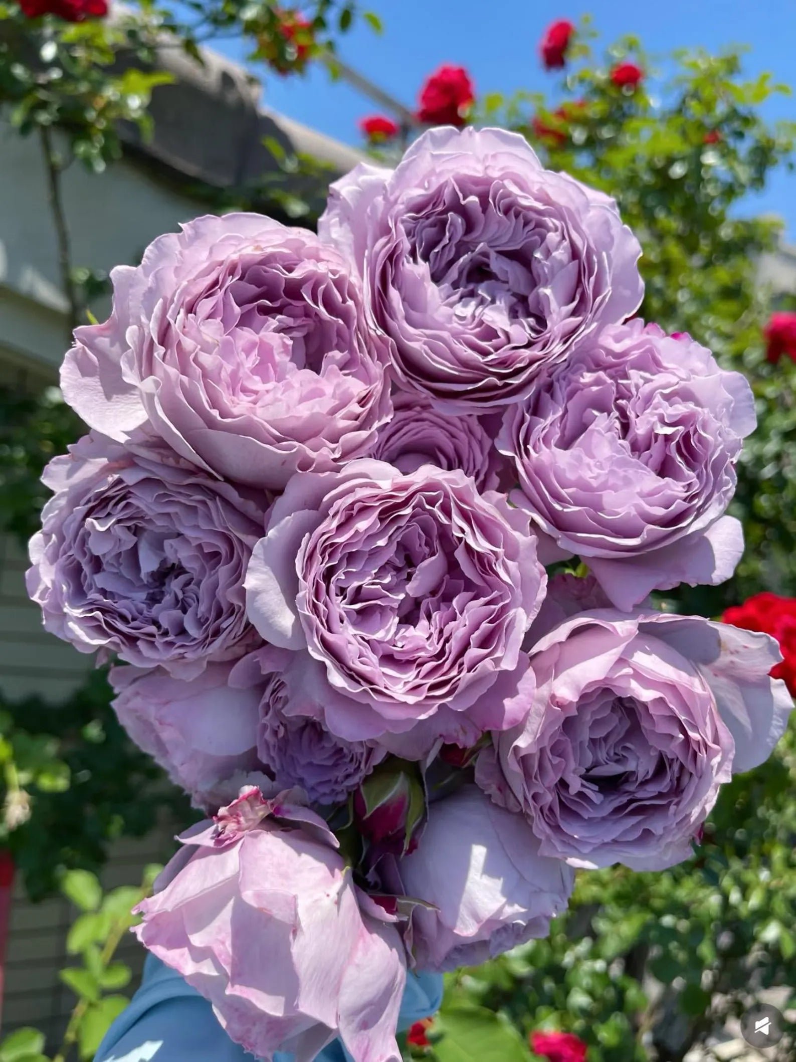 Blue Silk Ball Lan Si Qiu garden rose plant flower bush - Image 5