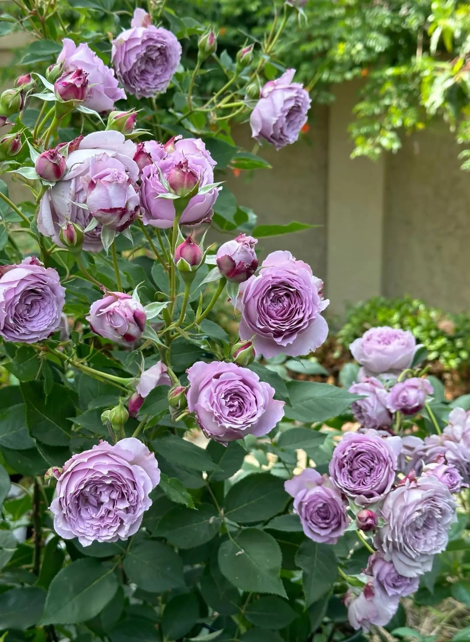 Copper Kiss garden rose plant flower bush - Image 7