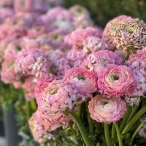 Cloni Pon Pon Candy light pink ranunculus
