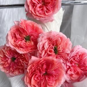 25 roses Candy Xpression deluxe, unique garden roses