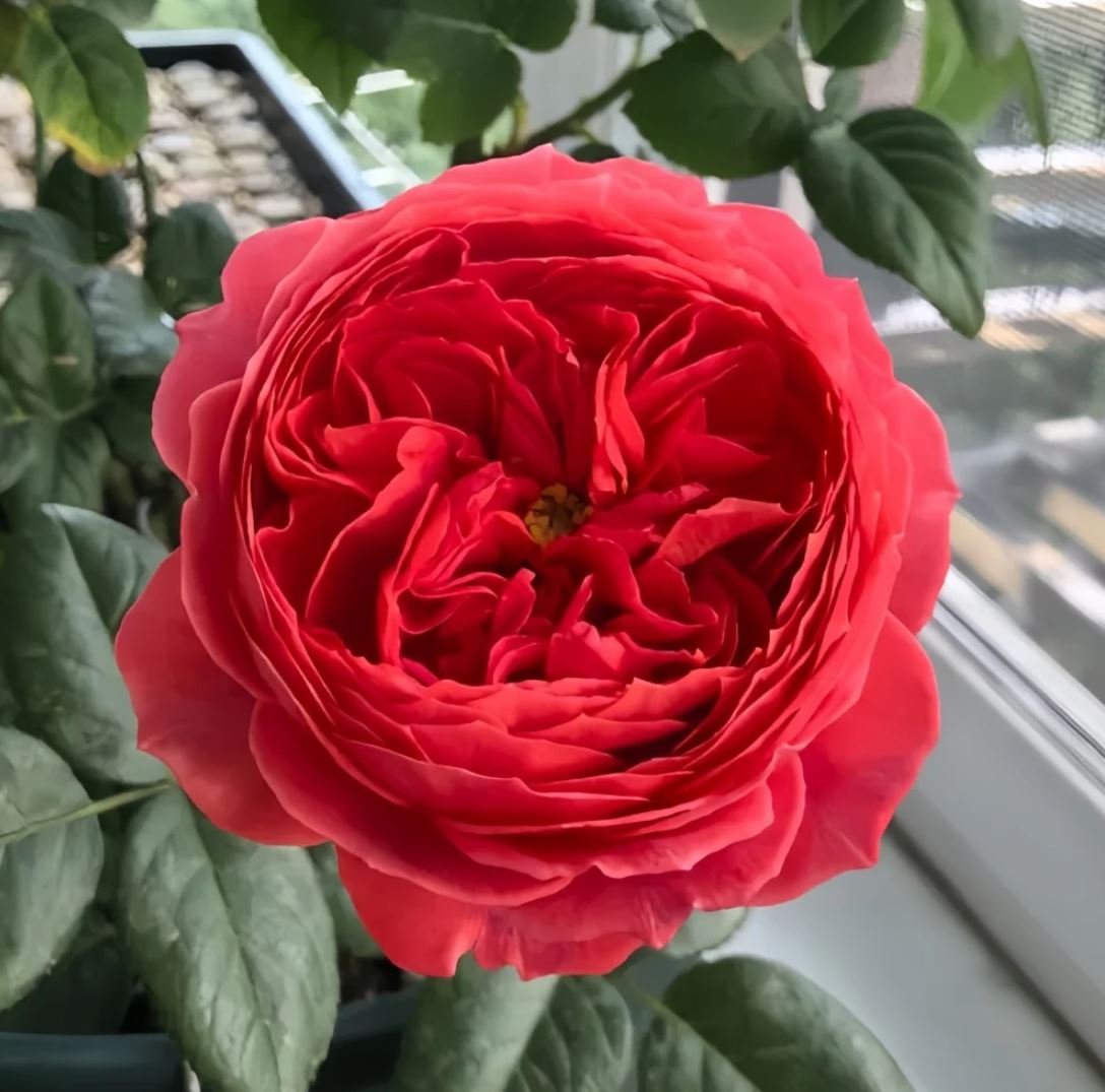 Cinnabar bowl rose plant wedding garden large flower bush - Image 2