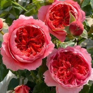 Cinnabar bowl (Zhu sha wan) rose plant wedding garden large flower bush