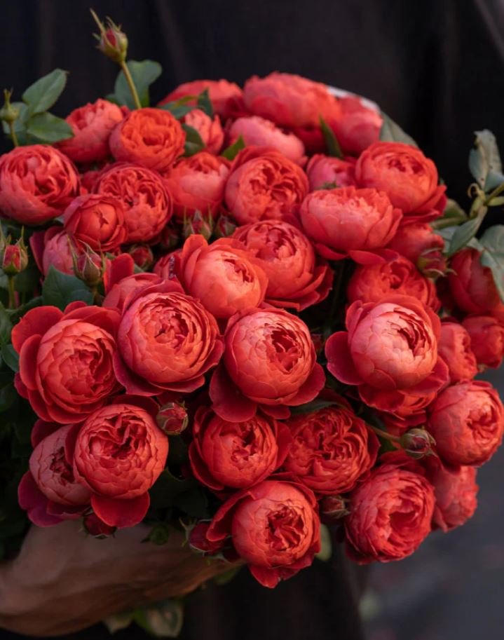 Cinnabar bowl (Zhu sha wan) rose plant wedding garden large flower bush - Image 10