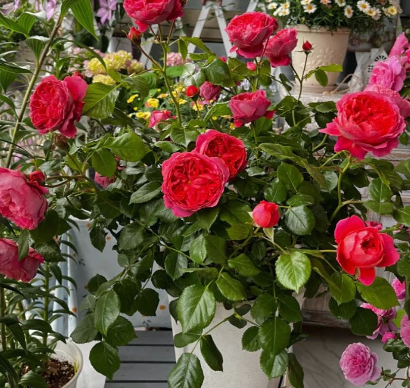 Cinnabar bowl (Zhu sha wan) rose plant wedding garden large flower bush - Image 12