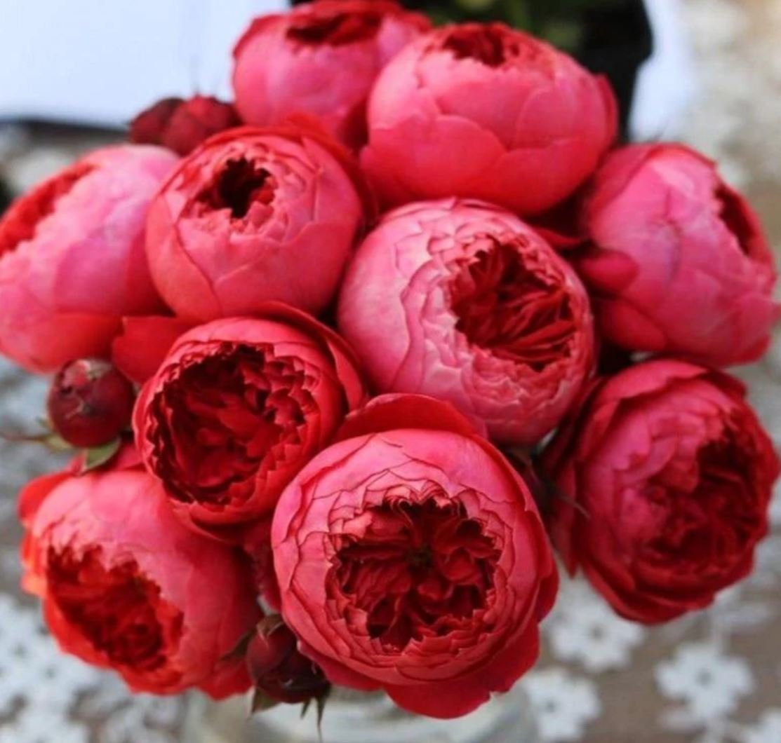 Cinnabar bowl (Zhu sha wan) rose plant wedding garden large flower bush - Image 7
