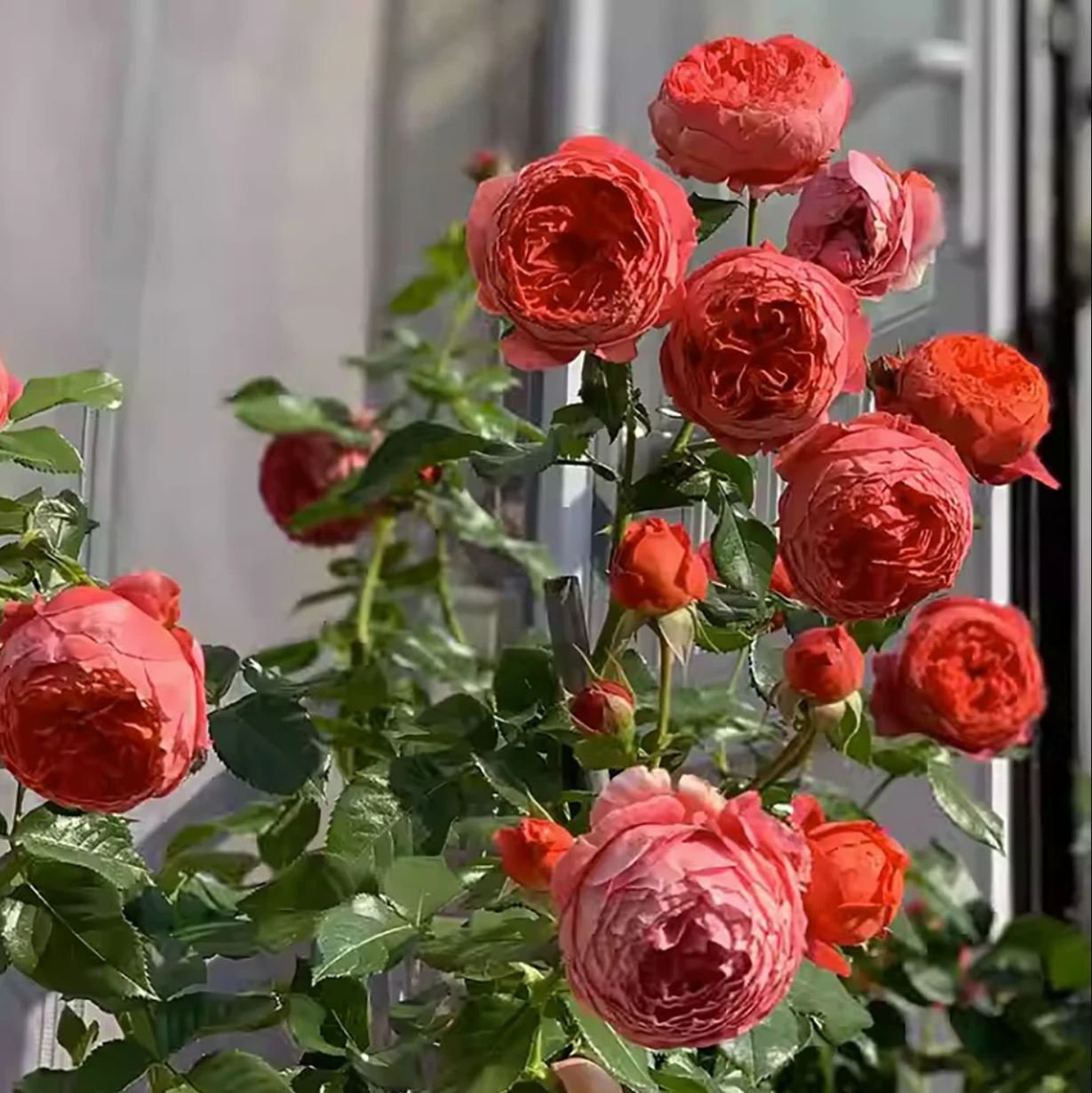 Cinnabar bowl (Zhu sha wan) rose plant wedding garden large flower bush - Image 11
