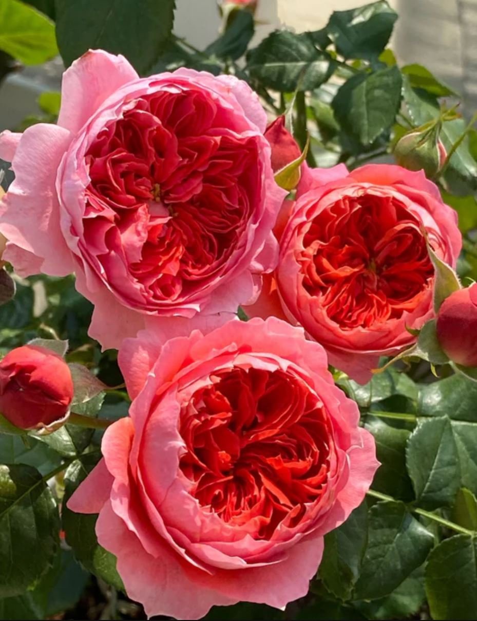 Cinnabar bowl rose plant wedding garden large flower bush - Image 6