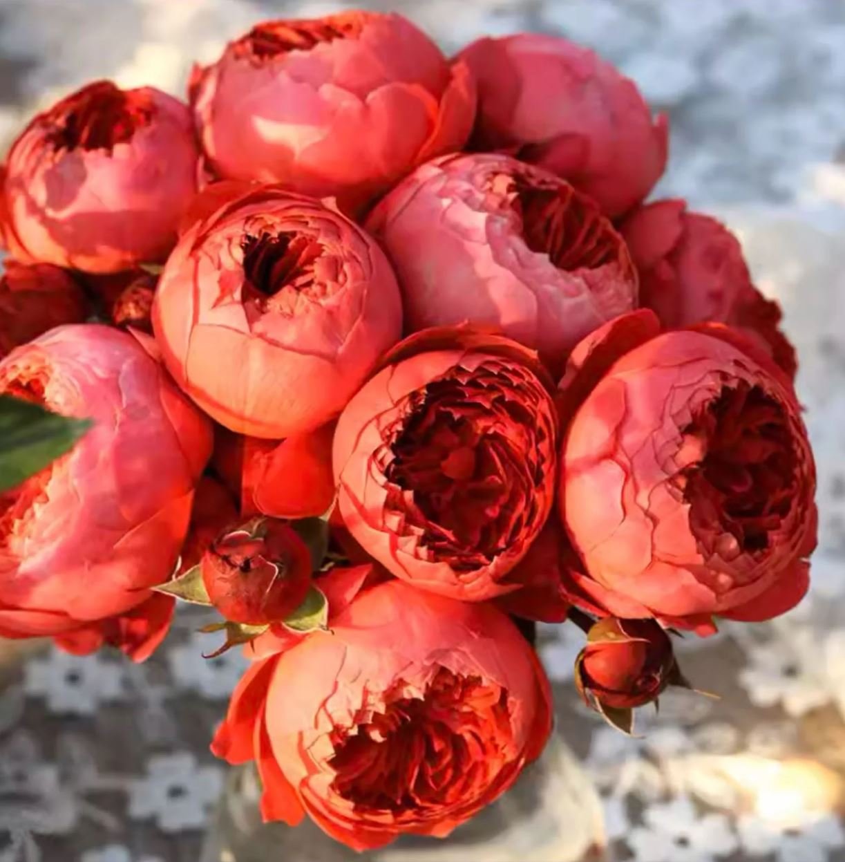 Cinnabar bowl rose plant wedding garden large flower bush - Image 8