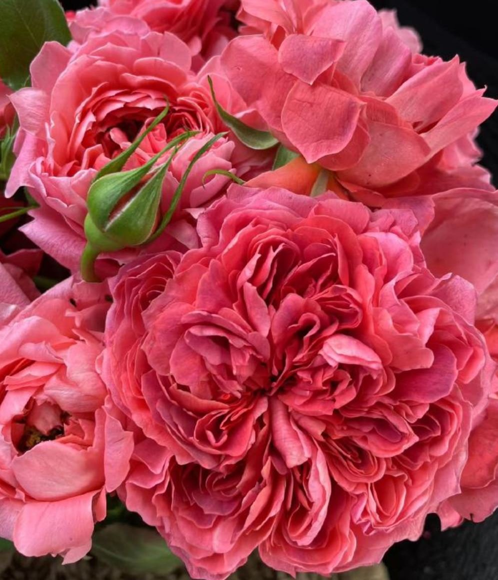 Cinnabar bowl (Zhu sha wan) rose plant wedding garden large flower bush - Image 3