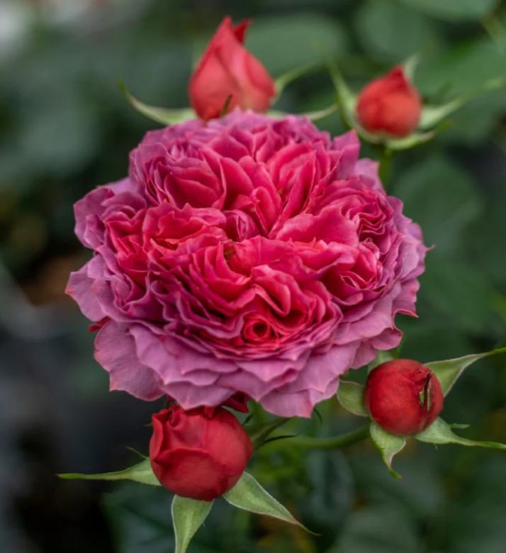 Cinnabar bowl rose plant wedding garden large flower bush - Image 4