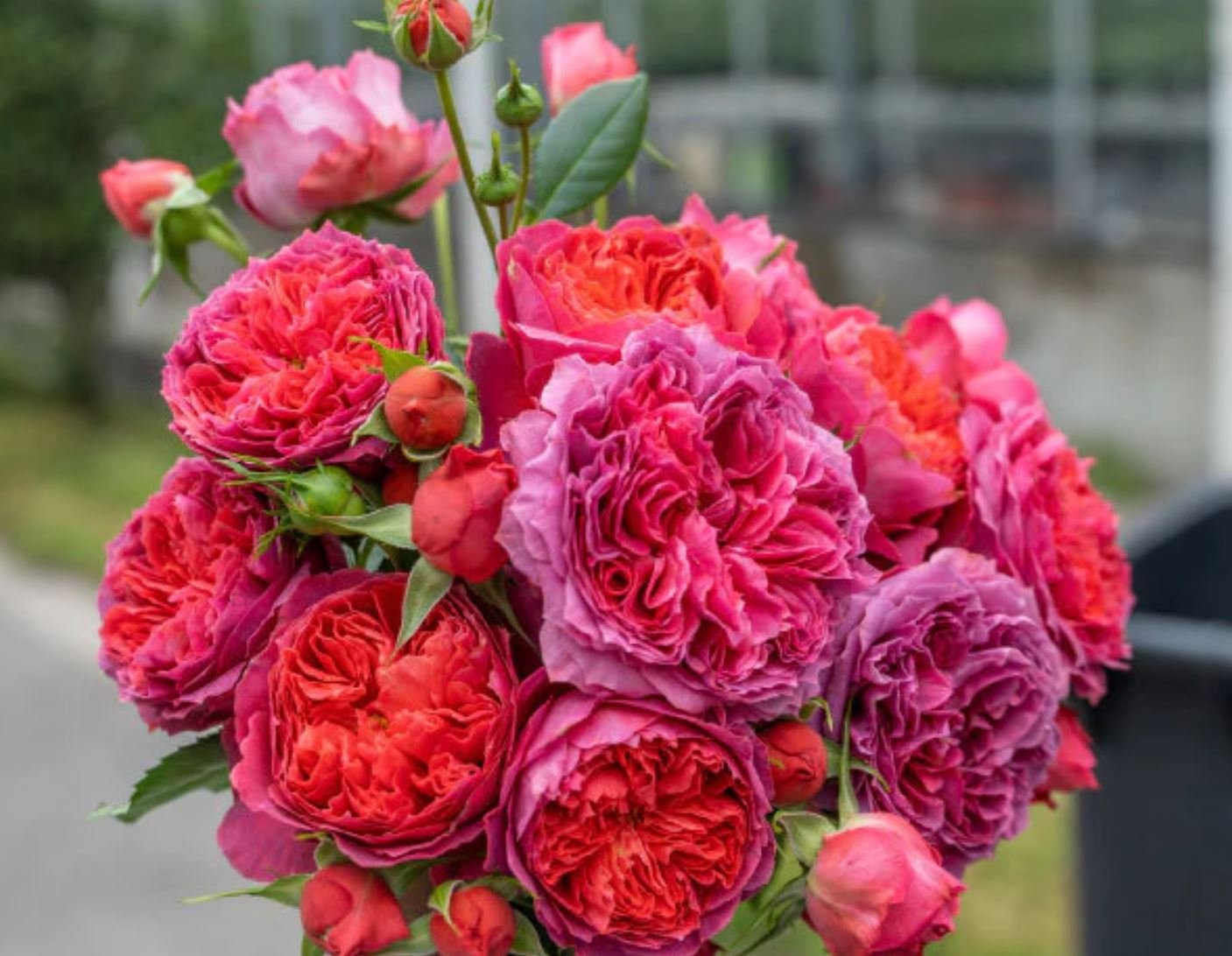 Cinnabar bowl (Zhu sha wan) rose plant wedding garden large flower bush - Image 5