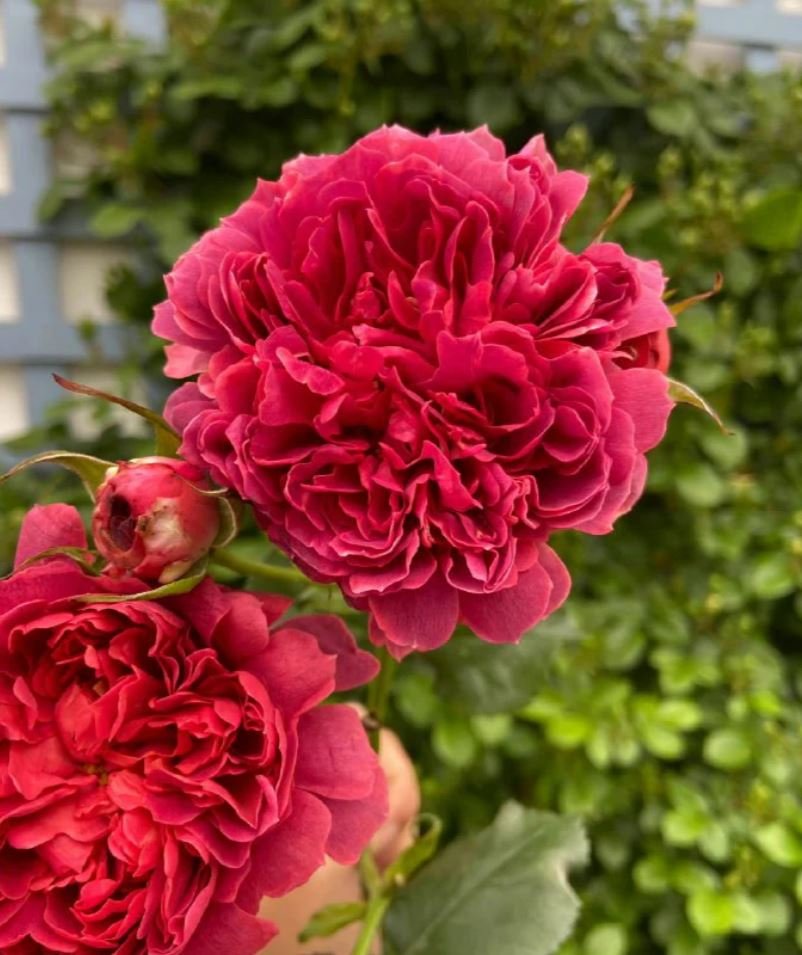 Cinnabar bowl (Zhu sha wan) rose plant wedding garden large flower bush - Image 9