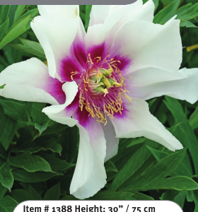 Cora Louise Itoh Peony