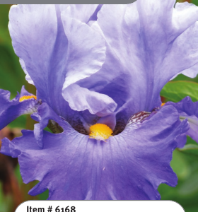 Cubs Win It Iris