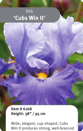 Cubs Win It Iris