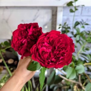 Te red wedding garden rose plant large flower bush deciduous shrub