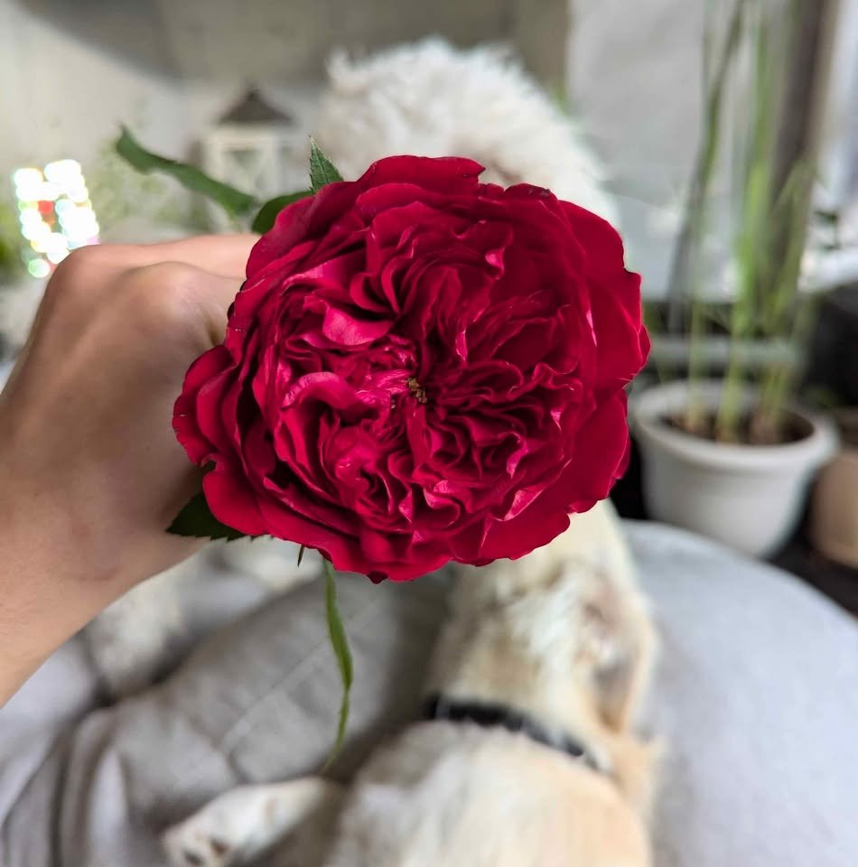 Te red wedding garden rose plant large flower bush deciduous shrub - Image 6