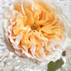 Beatrice Garden Rose (12 Stems)