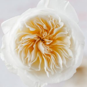 Bessie Garden Rose (12 Stems)