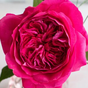 Capability Garden Rose (12 Stems)