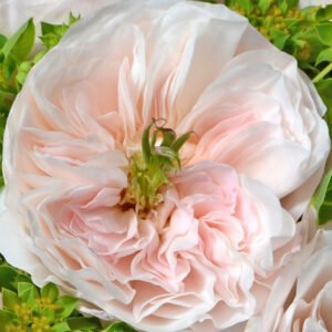 Charity Garden Rose (12 Stems)